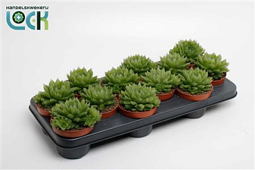 Haworthia Cooperii