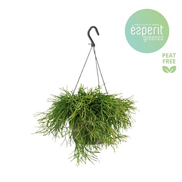 Rhipsalis Clavata Hangpot