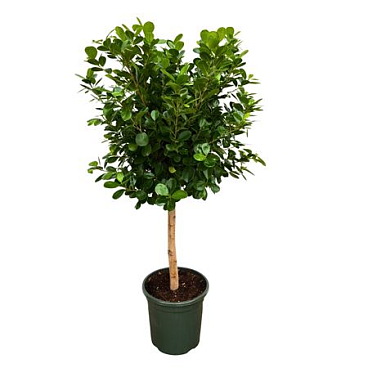 Ficus Moclame On Stem