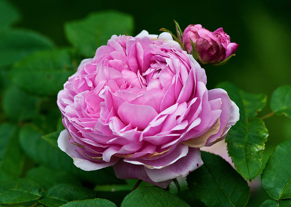 Роза парковая Жак Картье