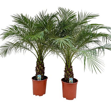 Phoenix Roebelenii