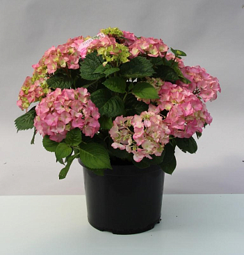 Гортензия крупнолистная Пинк Болл