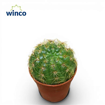 Notocactus Crassigibus