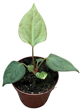 Anthurium Portillae