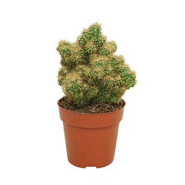 Cereus Peruvianus 'monstrosus' Гил