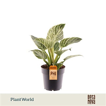 Philodendron Birkin