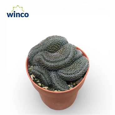 Lobivia Densispina Cristata