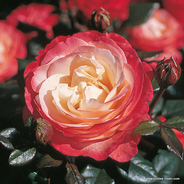 Роза чайно-гибридная Ностальжи штамб 80