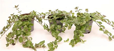 Satureja Douglasii Indian Mint