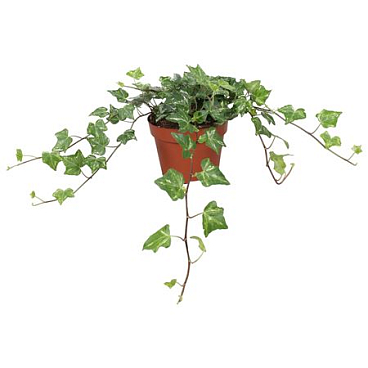 Hedera Helix Kolibri