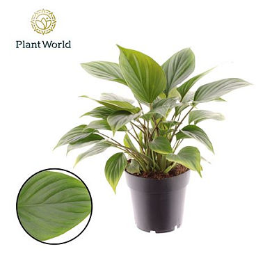 Homalomena Emerald Gem