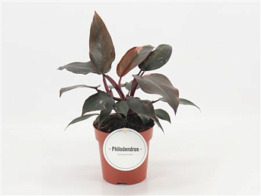 Philodendron Burgundy Princess