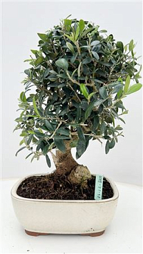 Bonsai Olea Europaea,