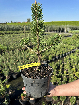 Сосна черная Орегон Грин