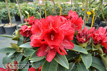 Рододендрон гибридный Бризанс