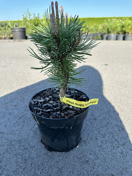 Сосна горная Литомисл