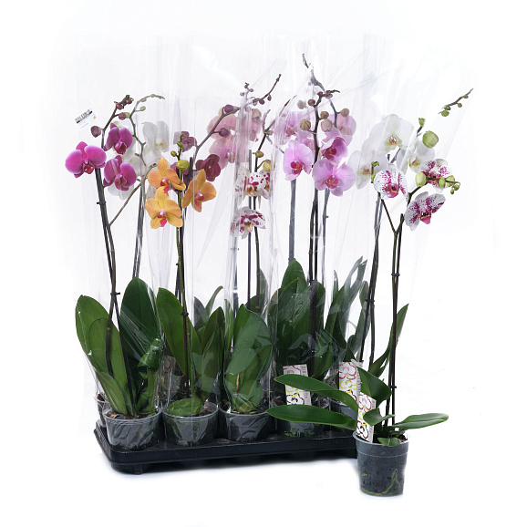 Фаленопсис Микс 1 ст | Оптовая цветочная компания «Флора Групп» Фаленопсис Микс 1 ст