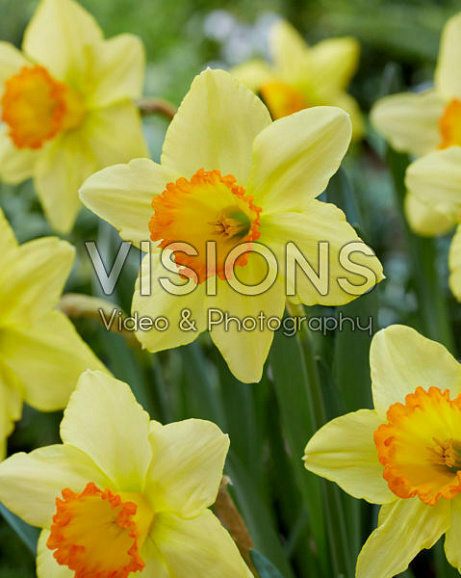 Нарцисс крупнокорончатый Ред Девон