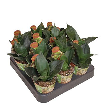 Sansevieria Tri Black Jade Potcover