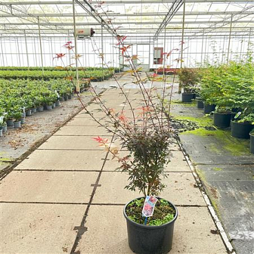 Acer Palm Skeeters Broom