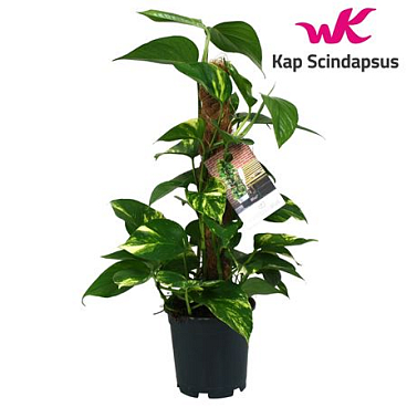 Epipremnum Mosspole