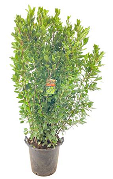 Laurus Nobilis