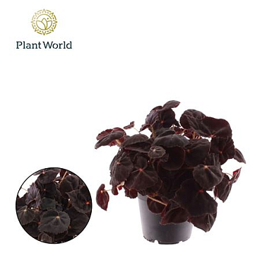Begonia Rex Conga