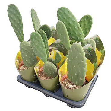 Opuntia Ficus Indica Potcover