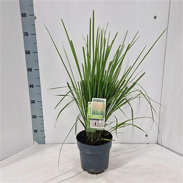 Calamagrostis Acutiflora Karl Foerster