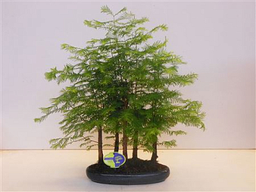 Metasequoia Glyptostroboides, 30 Cm., Group 3-4 St