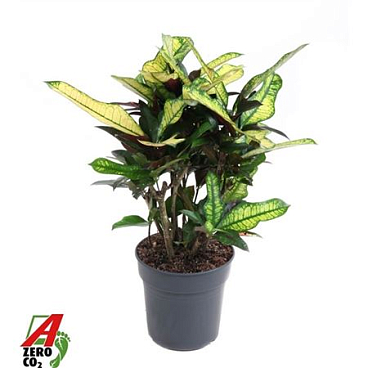 Codiaeum Wilma Vertakt