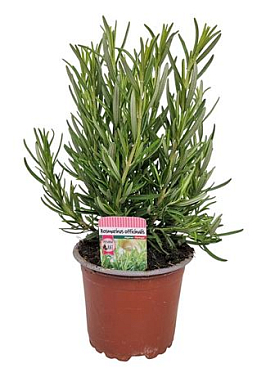 Rosmarin Officinalis Bush
