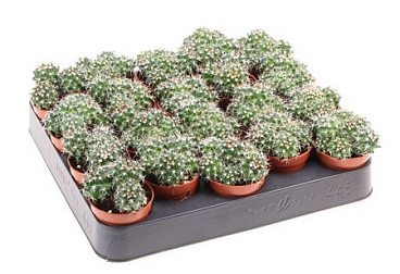Mammillaria Nejapensis