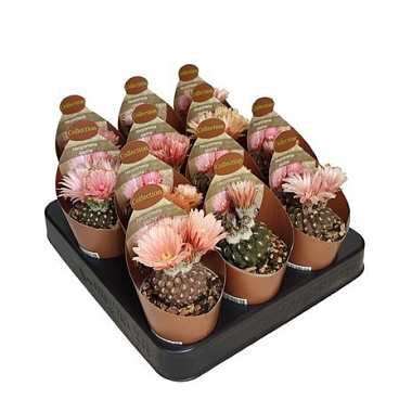Neoporteria Napina Potcover