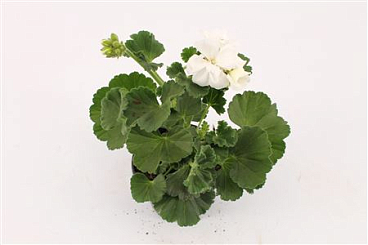 Pelargonium Zon Sailing 12