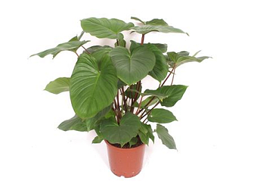 Homalomena Rubescens Maggy