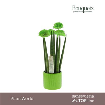 Sansevieria In Dots Ceramic
