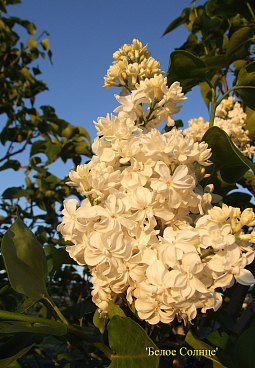 Сирень обыкновенная Белое Солнце