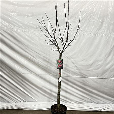 Malus Red Sentinel On Stem
