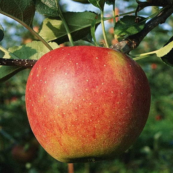 Яблоня домашняя Услада в тубе