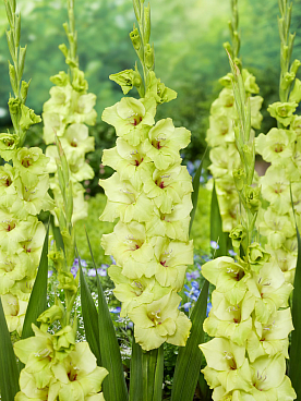 Гладиолус крупноцветковый Грин Стар