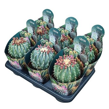Ferocactus Glaucescens Inermis