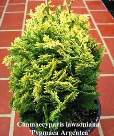 Кипарисовик лавсона Пигмея Аргентея