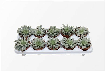 Хавортия Цимбиформис Белый Тигр