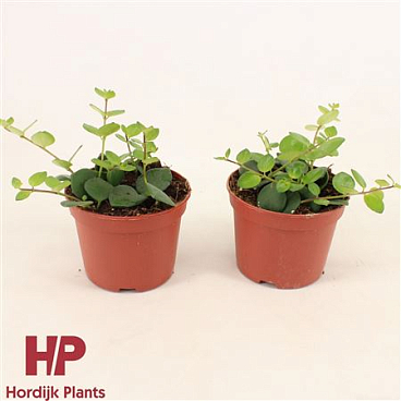 Aeschynanthus Pink Polka Groen