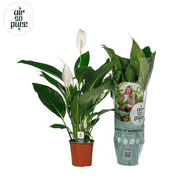 Spath Bingo Cupido 4+ (air So Pure)