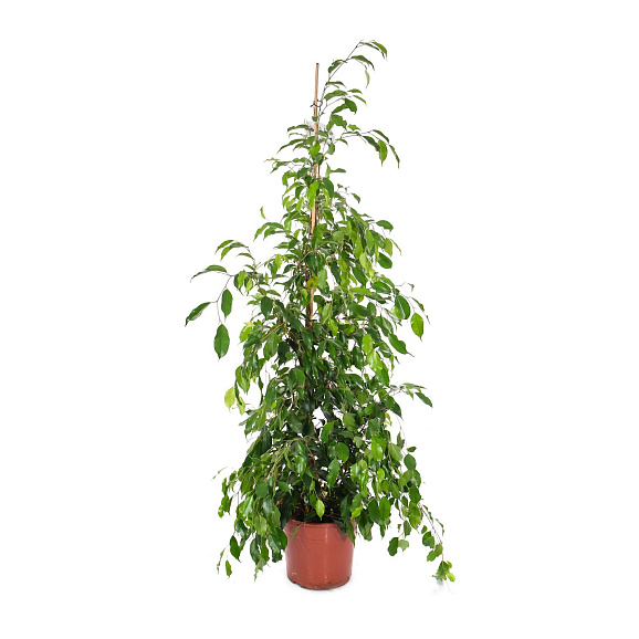 Фикус бенжамина Экзотика