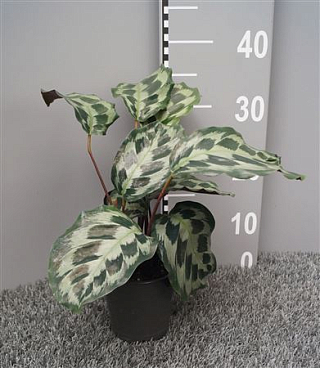 Calathea Helen Kennedy