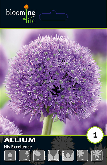 Аллиум Хис Экселенси