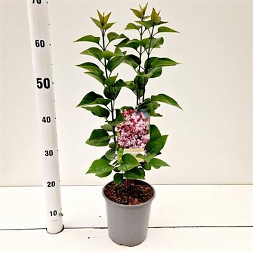 Syringa Vulg Katherine Havemeyer